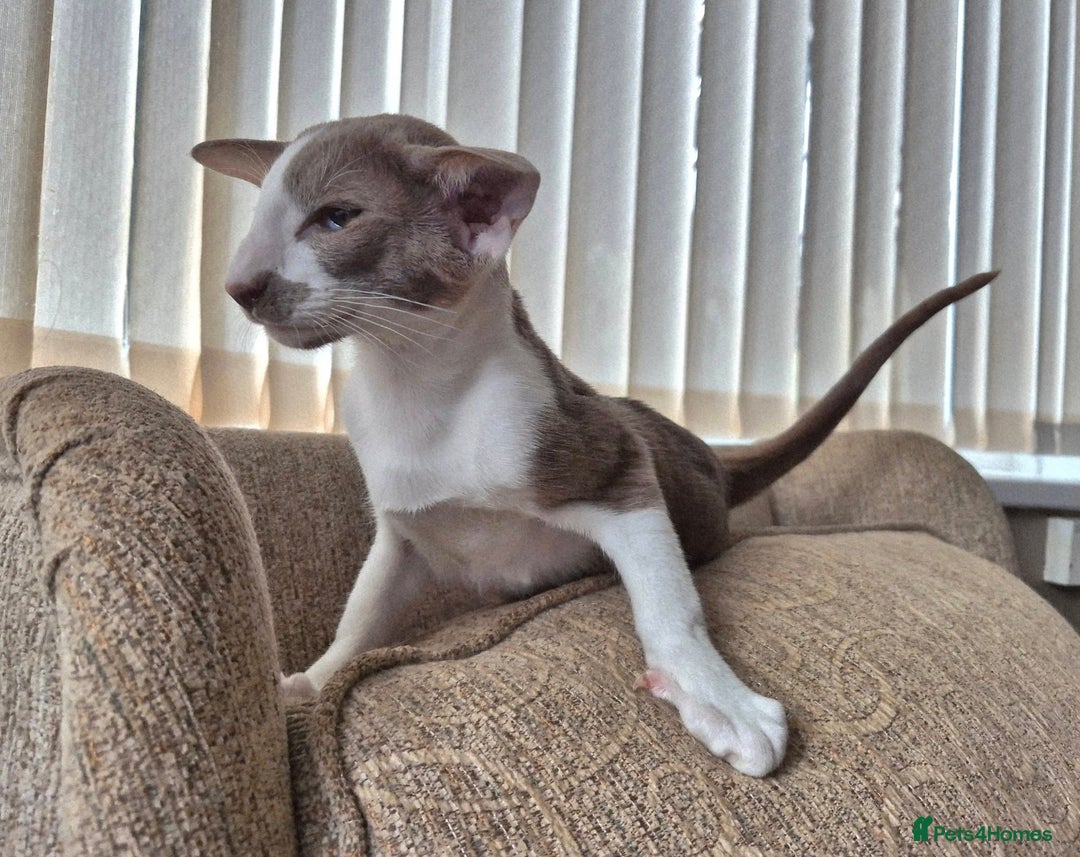 Oriental cats for sale: Beautiful Lilac bicolour Oriental BOY - Image 1