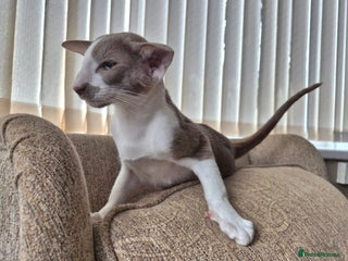 Oriental cats - Advert 29