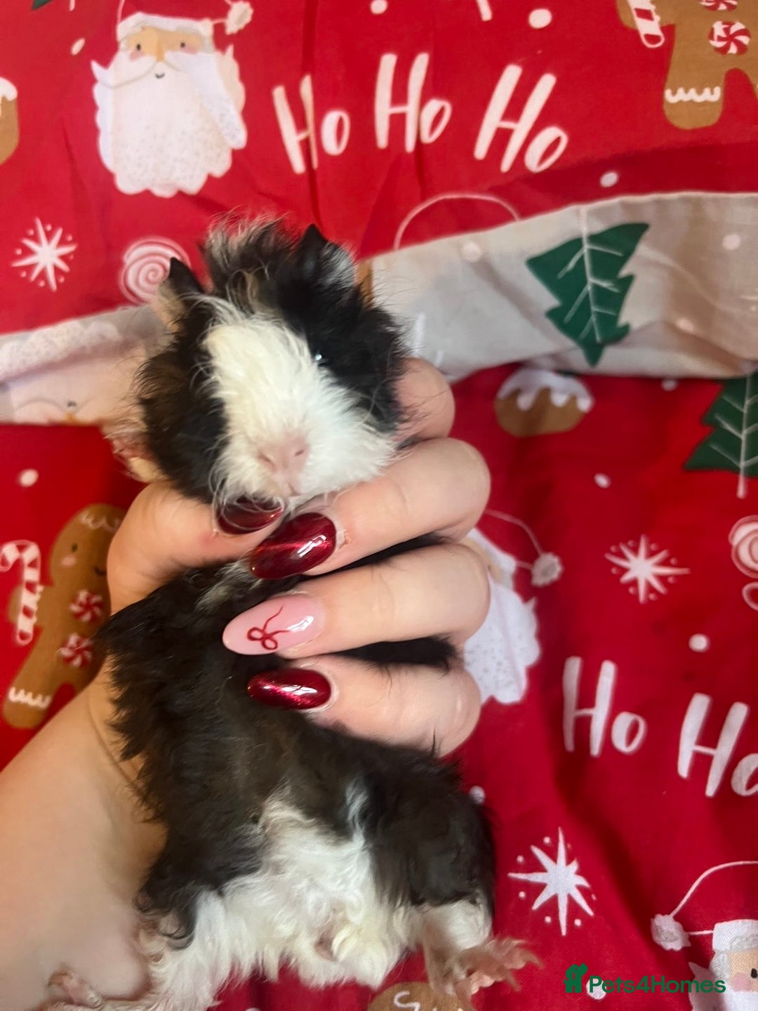 Guinea Pig rodents for sale: Mixed baby guinea pigs  - Advert 9