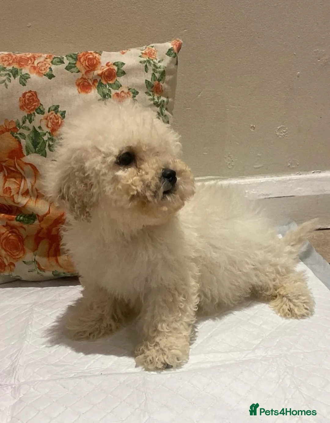 Cavapoo dogs for sale: F2 Cavapoo puppies available  - Advert 15