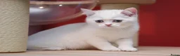 Scottish Fold cats for sale: Scottish fold and straight girls - Advert 17