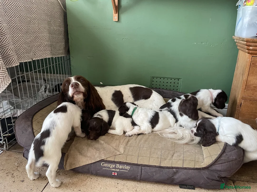 English Springer Spaniel dogs for sale: 1 Boy 1 Girl left out of this fantastic litter in Christchurch - Advert 2