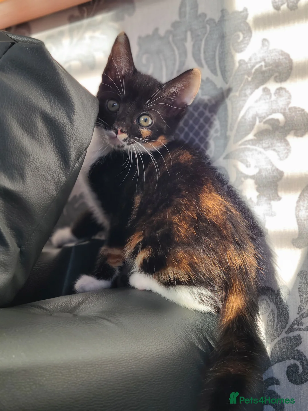 Mixed Breed cats for sale: 3 beautiful kittens ready now  - Advert 6