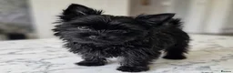 Yorkshire Terrier dogs for sale: Mini Yorkie boy  - Advert 2