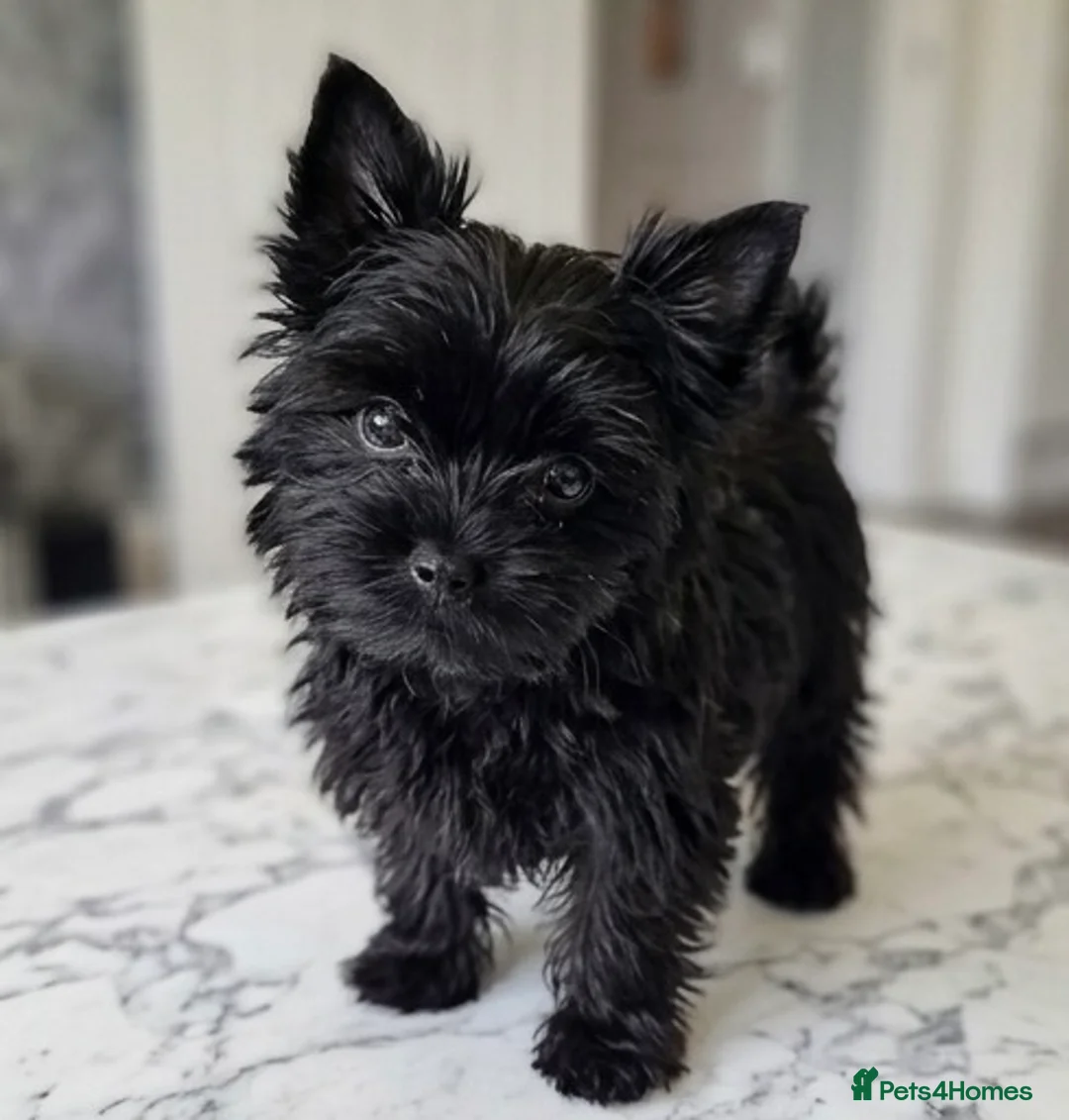 Yorkshire Terrier dogs for sale: Mini Yorkie boy  - Advert 2