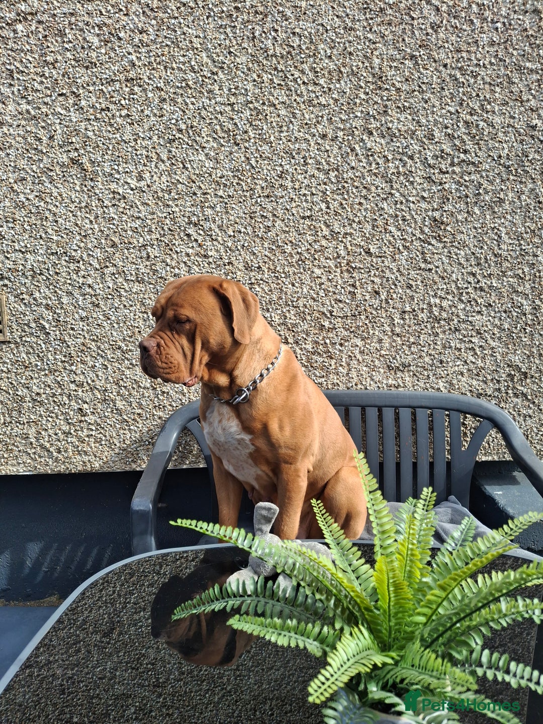 Dogue De Bordeaux dogs for sale: Dogue de bordeaux  - Image 5