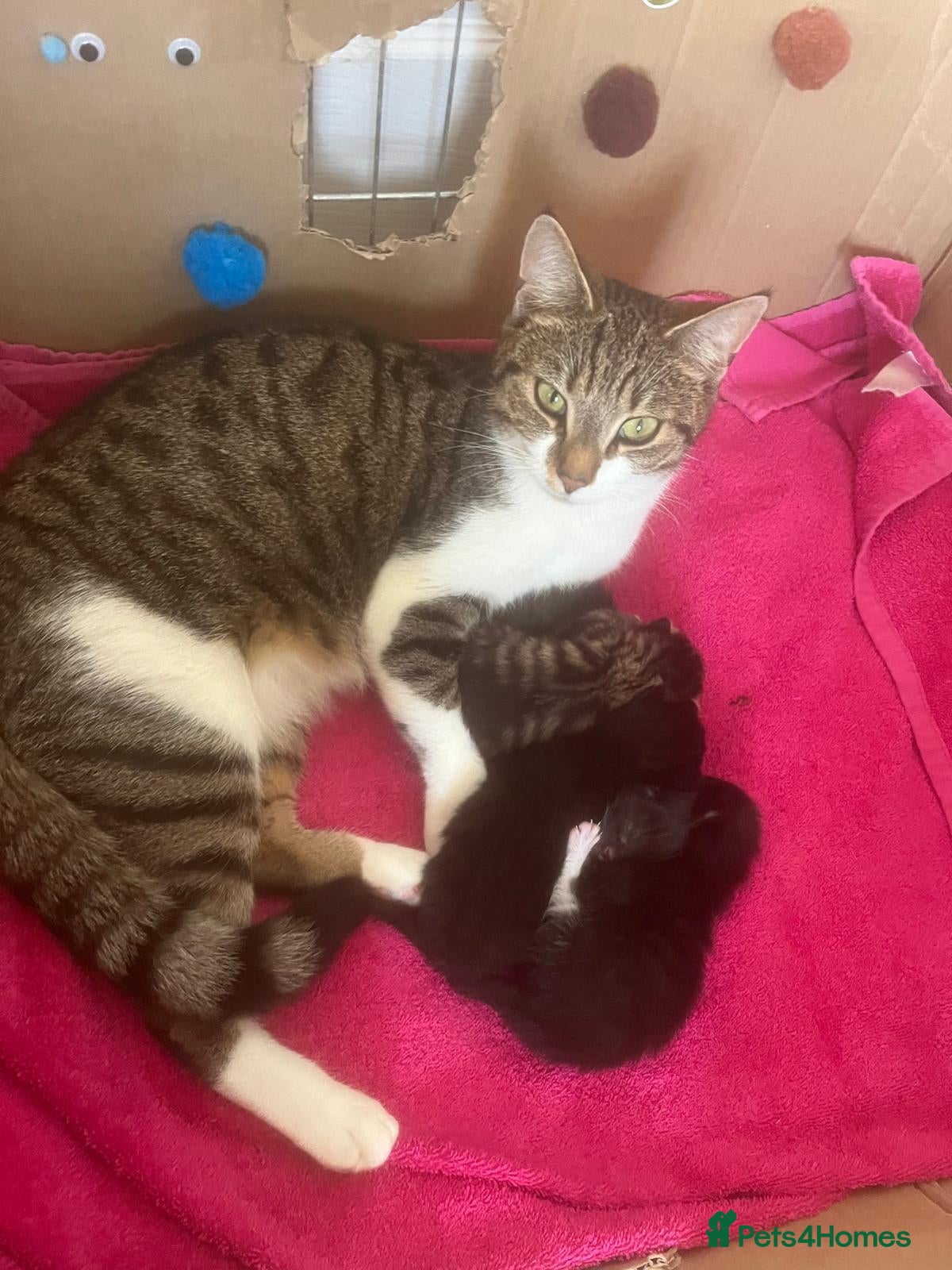 Mixed Breed cats Tabby cross kitten. One male left - Advert 6