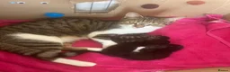 Mixed Breed cats for sale: Tabby cross kitten. One male left - Advert 1