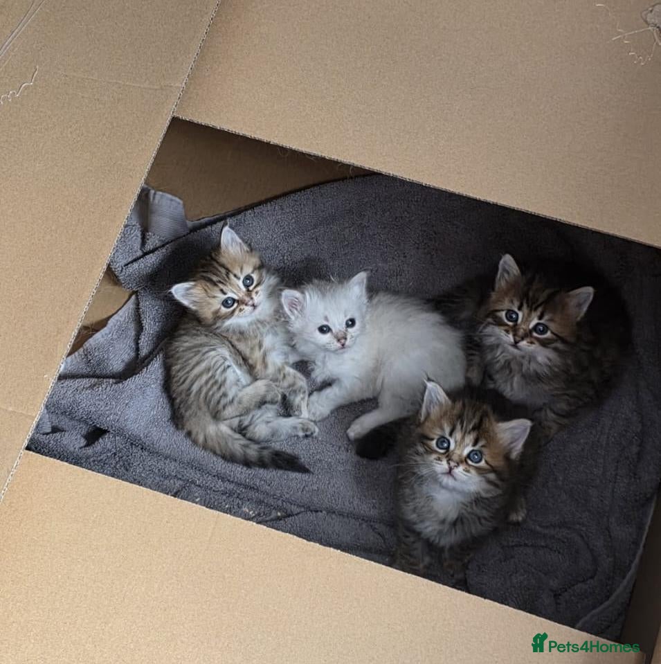 Siberian cats Purebred Siberian Kittens Indoor/Catio only - Advert 2