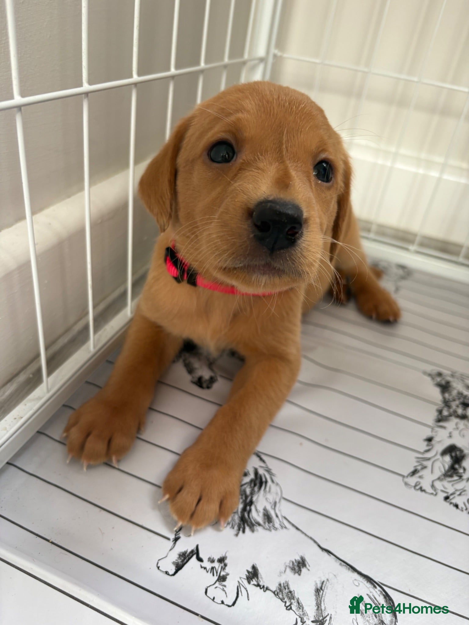 Labrador Retriever dogs Exceptional pedigree fox red Labrador retrievers - Advert 1