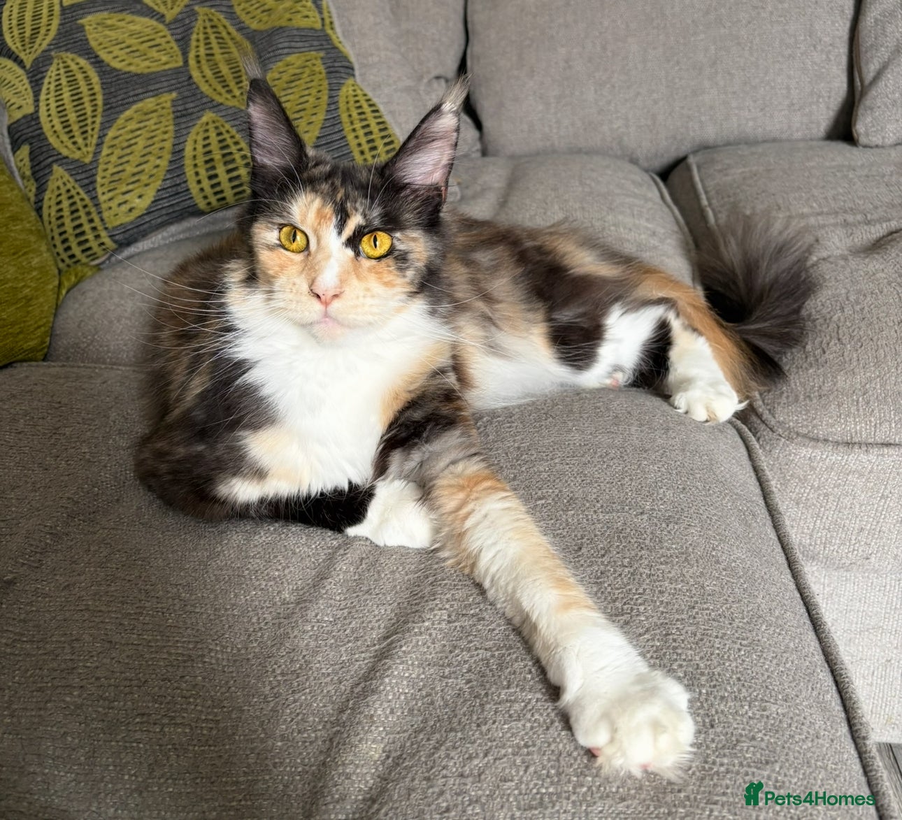 Maine Coon cats Gorgeous TICA female Maine coon - Advert 15