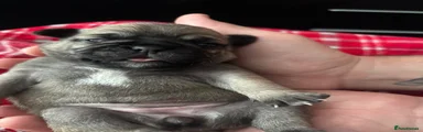 Pug Puppy 7