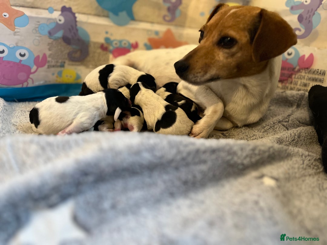 Jack Russell dogs for sale: Jack Russell puppies for sale - Advert 13