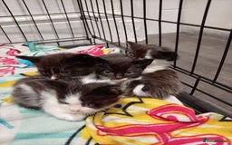 Mixed Breed cats for sale: Ragdoll mix tuxedo kittens - Image 6