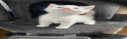 Khao Manee cats for sale: Gorgeous khao manee kitten - Advert 11