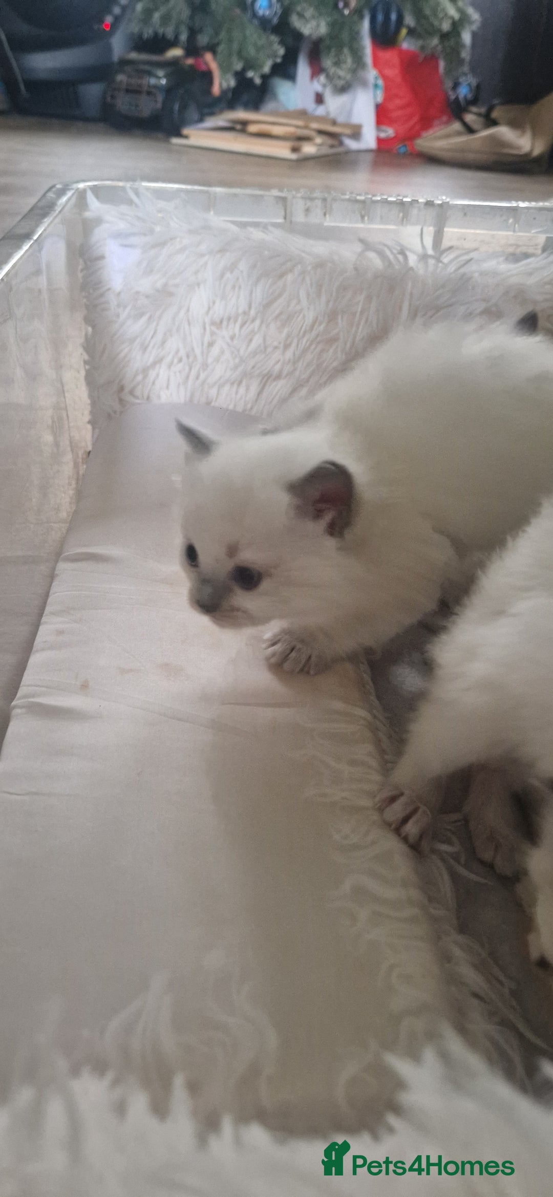 Ragdoll cats for sale: Pure Bred Ragdolls - Advert 5