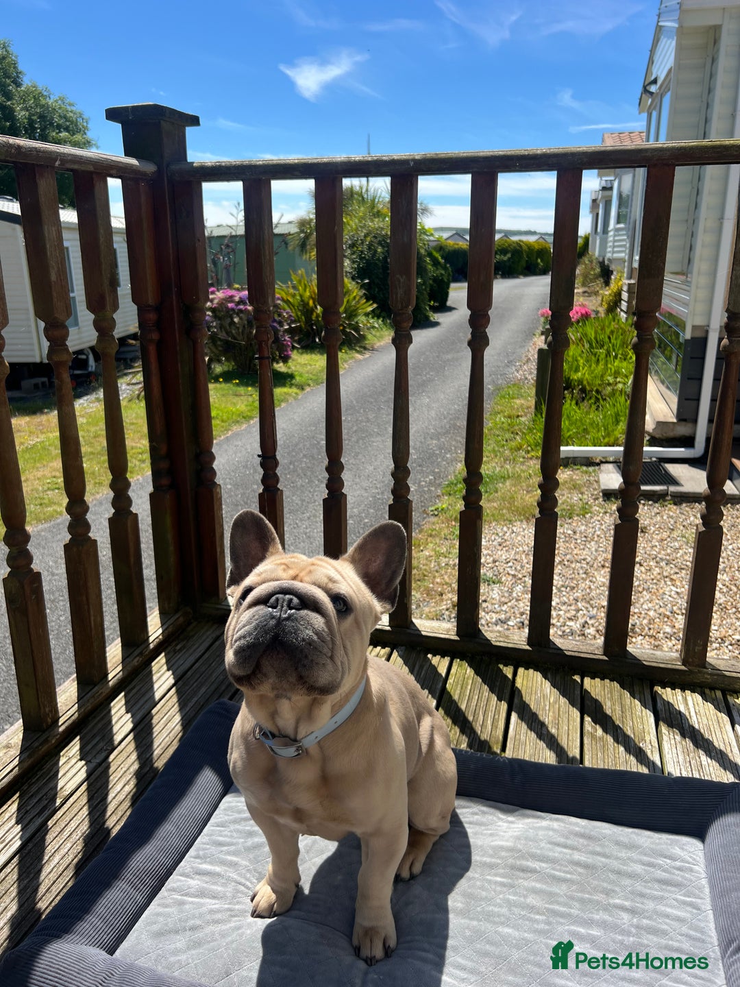 French Bulldog dogs for stud:  ** Rope Fawn French Bulldog - Advert 2