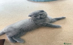 Scottish Fold cats for sale: Selling Scotish fold kitten - Image 5
