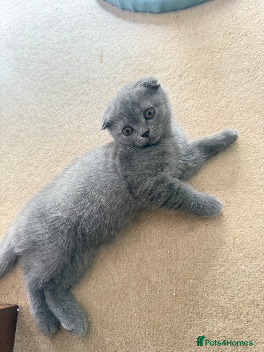 Scottish Fold cats for sale: Selling Scotish fold kitten - Image 5