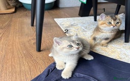 Scottish Fold cats for sale: ✨ Gorgeous Playful Kittens Ready Now ✨ - Image 11