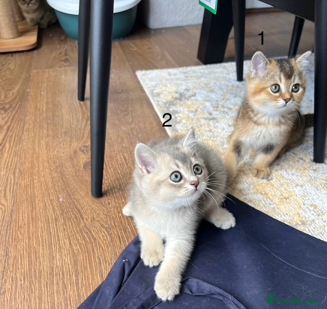 Scottish Fold cats for sale: ✨ Gorgeous Playful Kittens Ready Now ✨ - Image 11