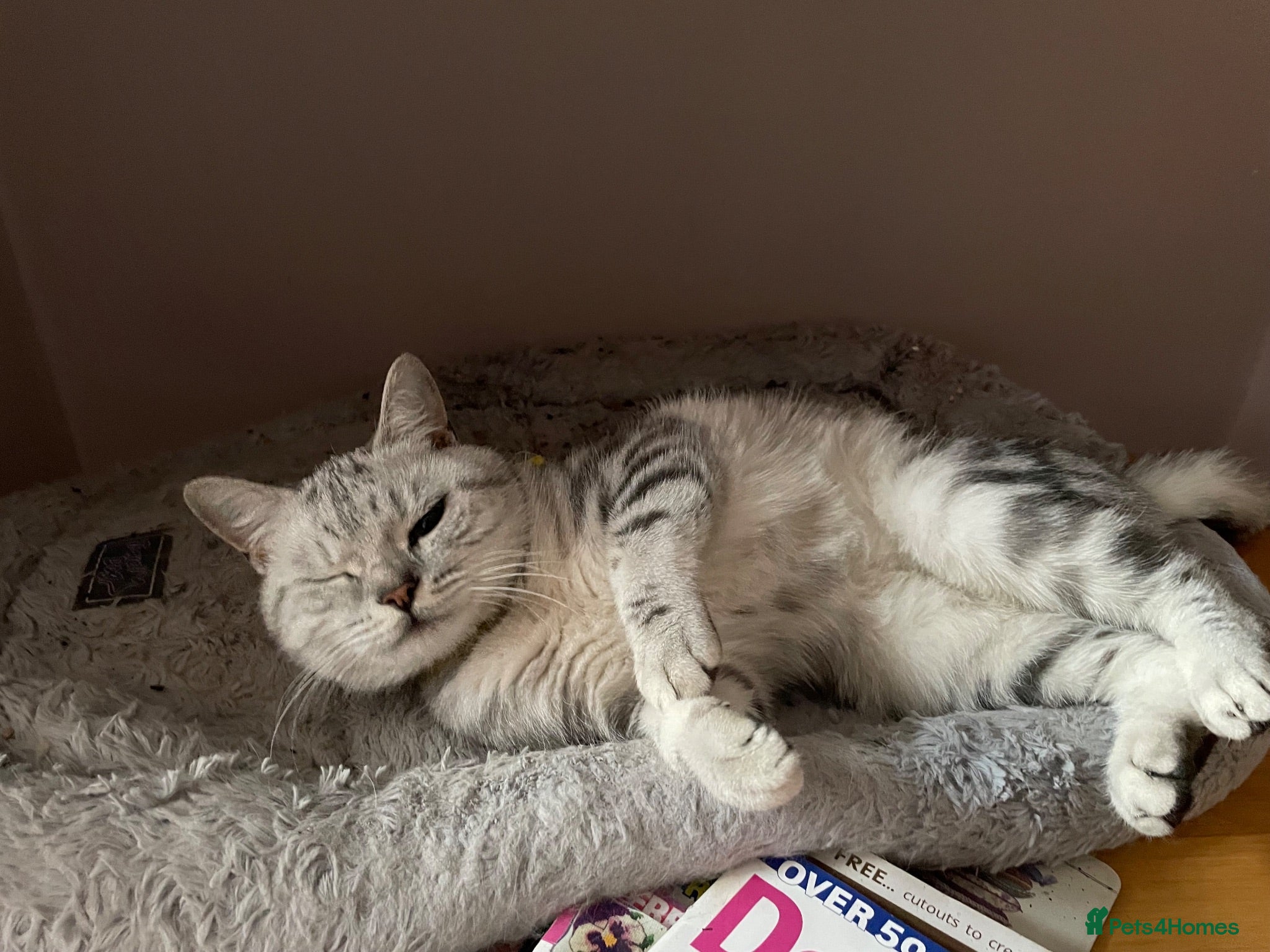 British Shorthair cats GCCF castrated 💙 BOY and GIRL 🩷 - Advert 2