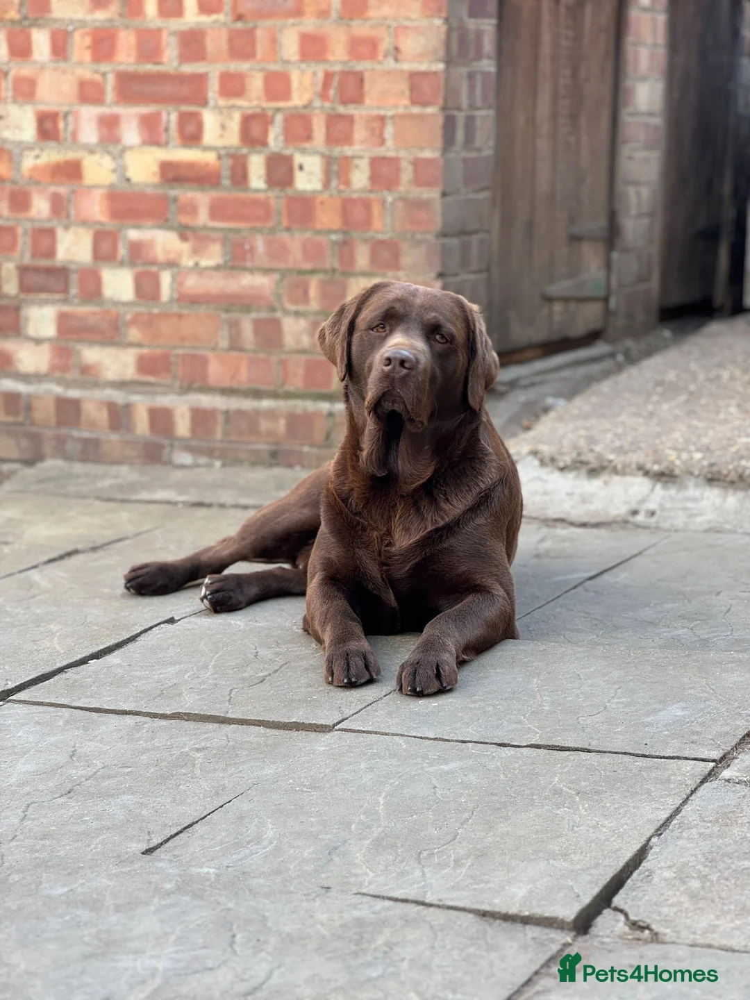 Labrador Retriever dogs for stud: Exceptional Chocolate Labrador FOR STUD in Bedford - Advert 19