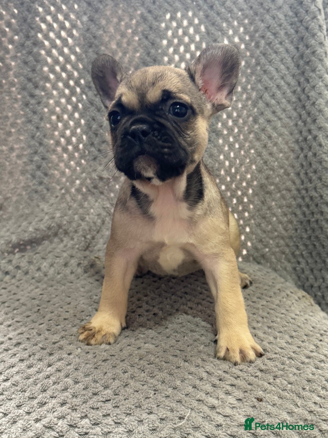 French Bulldog dogs for sale: FRENCH BULLDOG 🐶 - Advert 7