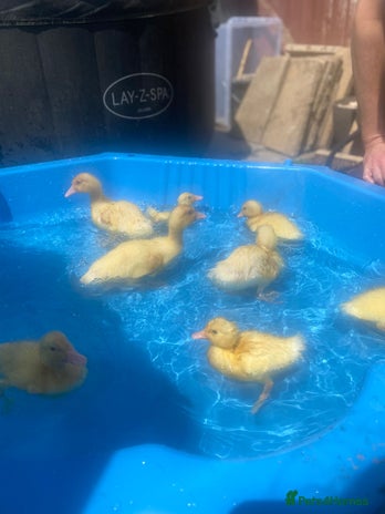 Ducks poultry - Advert 1