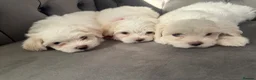 Maltese dogs for sale: Tiny Maltese Boy puppies 💙 - Advert 7