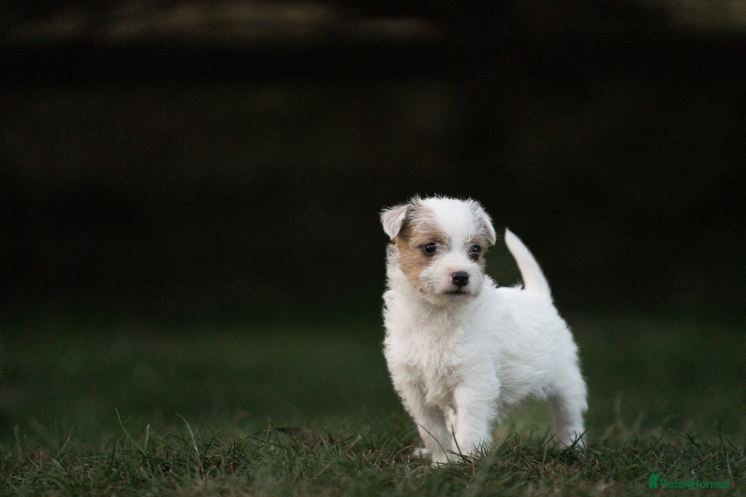 Parson Russell dogs for sale: KC health tested parson Russell terriers  - Image 3