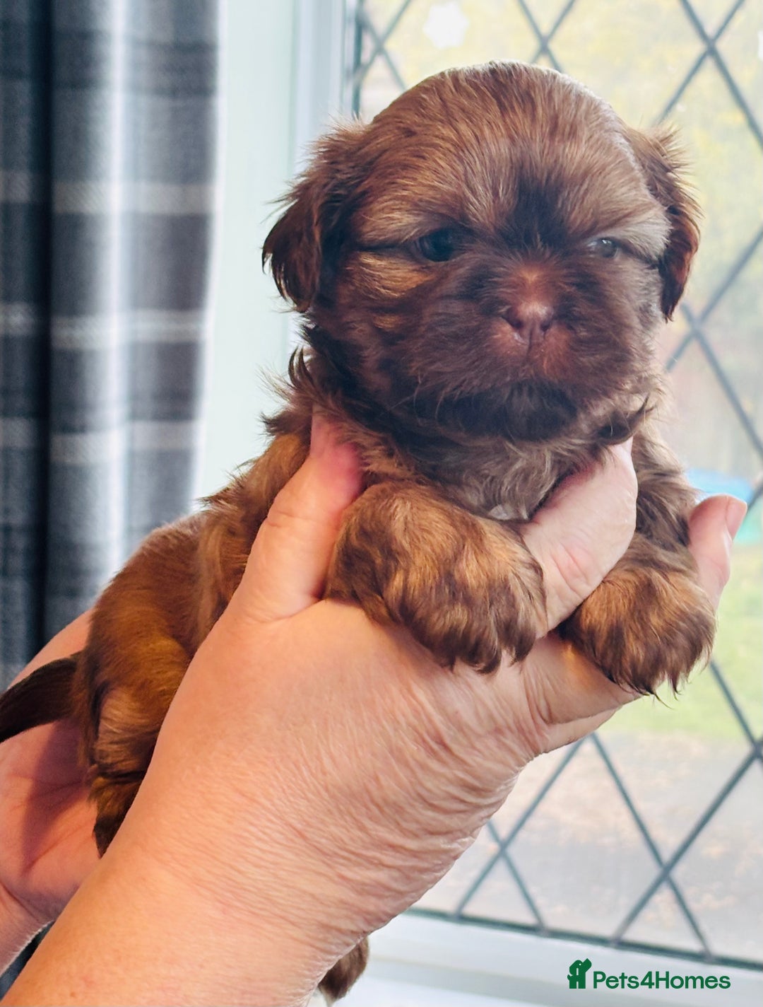 Shih Tzu dogs for sale: Kc reg adorable girls  - Advert 3