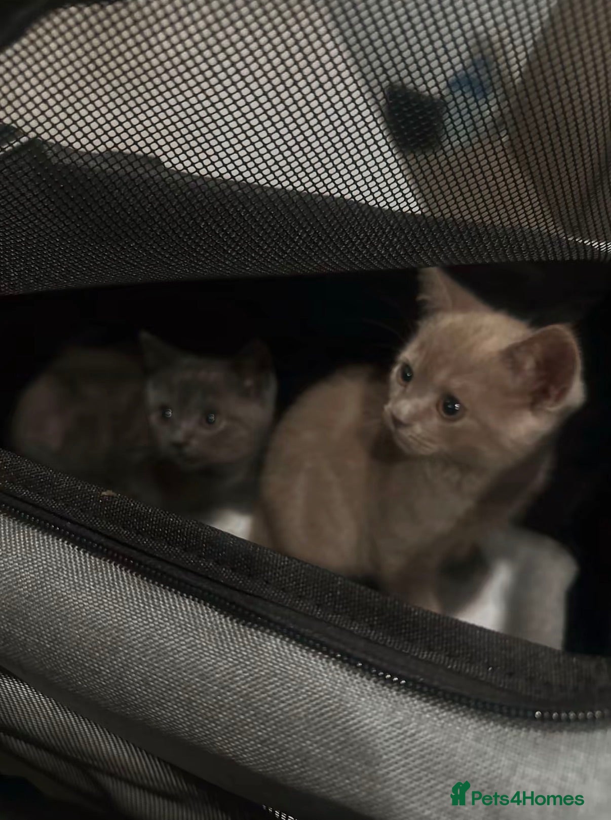 British Shorthair cats 2 FRIENDLY BRITISH SHORTHAIR MALES  - Advert 2
