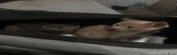 British Shorthair cats for sale: 2 FRIENDLY BRITISH SHORTHAIR MALES  - Advert 1