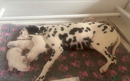 Dalmatian dogs for sale: Malosky Dalmatians  - Image 10