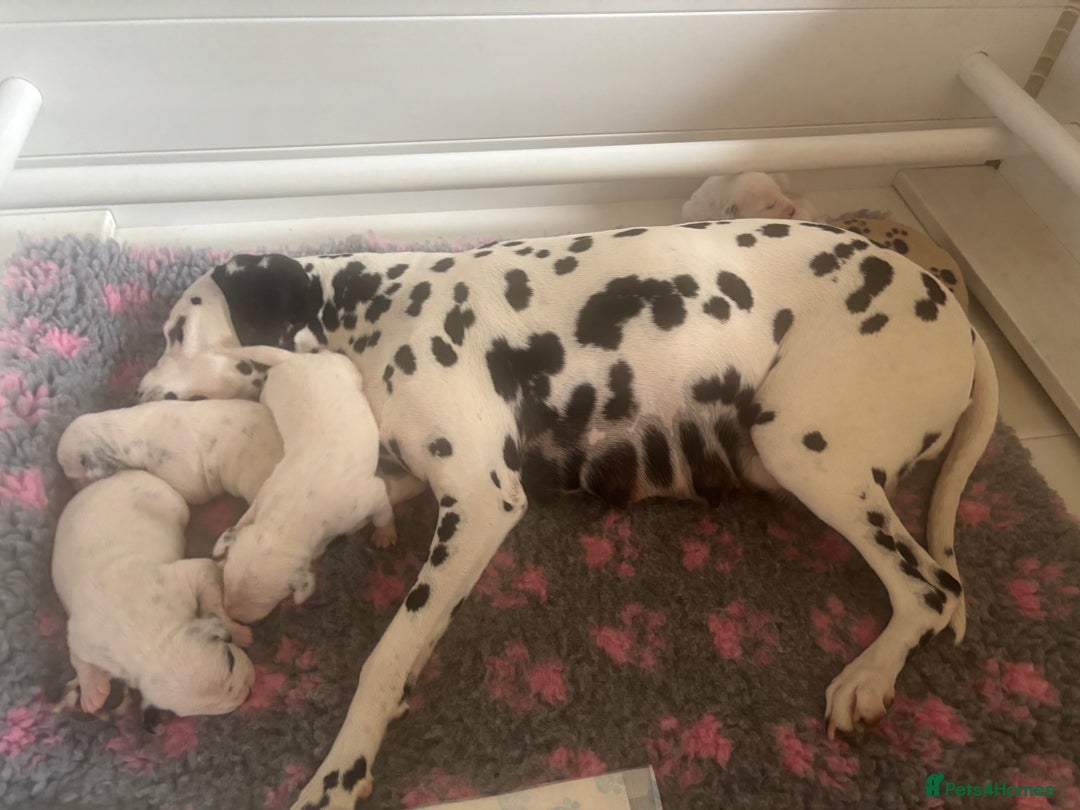 Dalmatian dogs for sale: Malosky Dalmatians  - Image 10