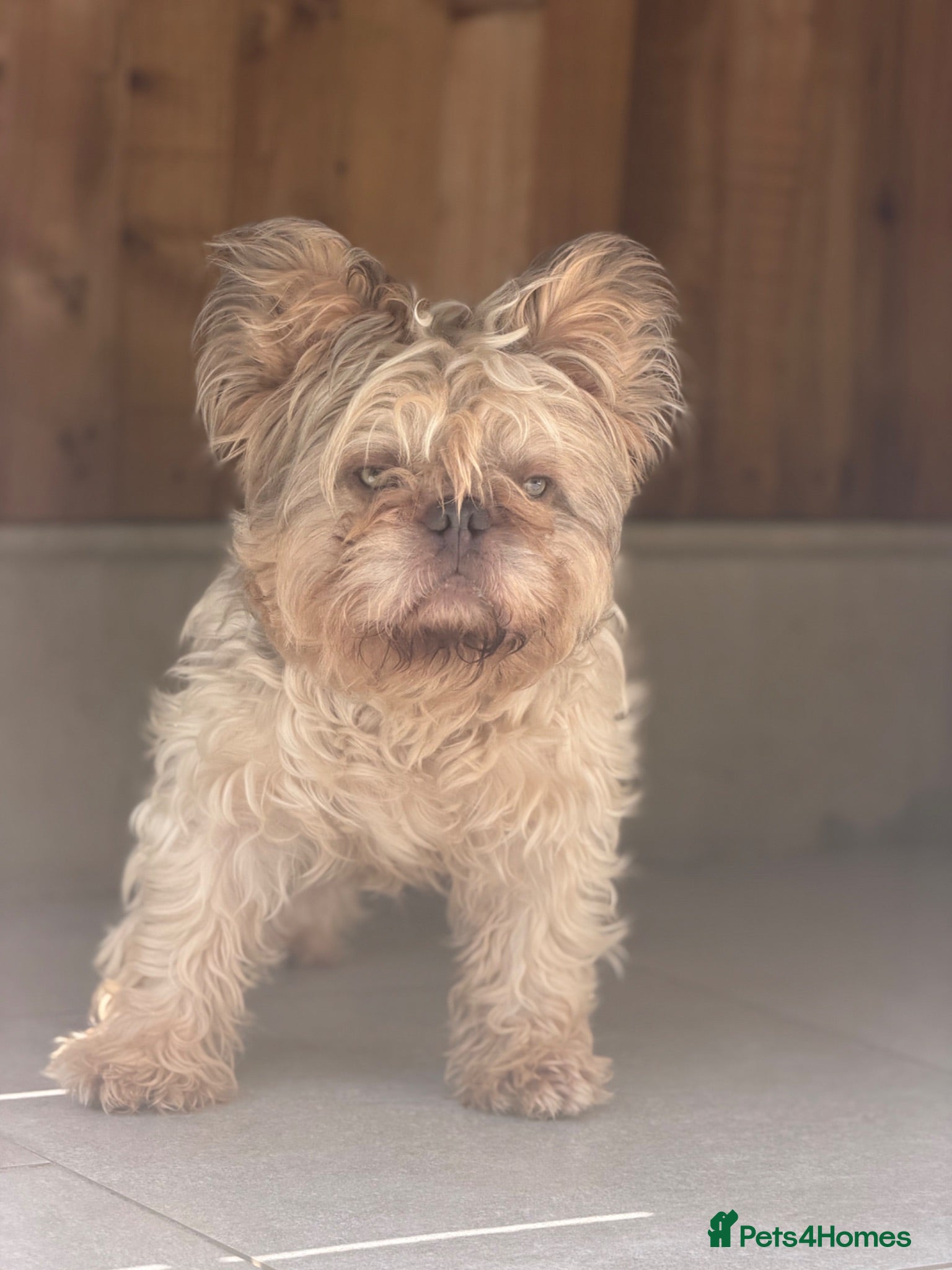 French Bulldog dogs MR NOODLES 🧸TEDDY BEAR FLOODLE COAT 🧥 FRENCHIE  - Advert 11