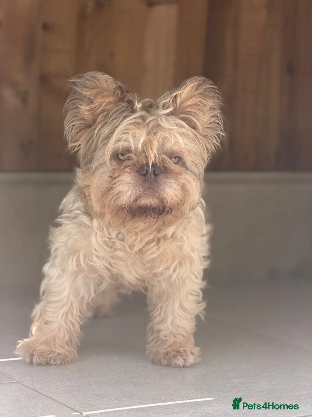 French Bulldog dogs for stud: MR NOODLES 🧸TEDDY BEAR FLOODLE COAT 🧥 FRENCHIE  - Advert 1