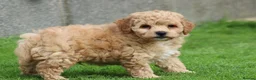 Poochon dogs for sale: Beautiful Poochon puppies for sale  - Advert 14