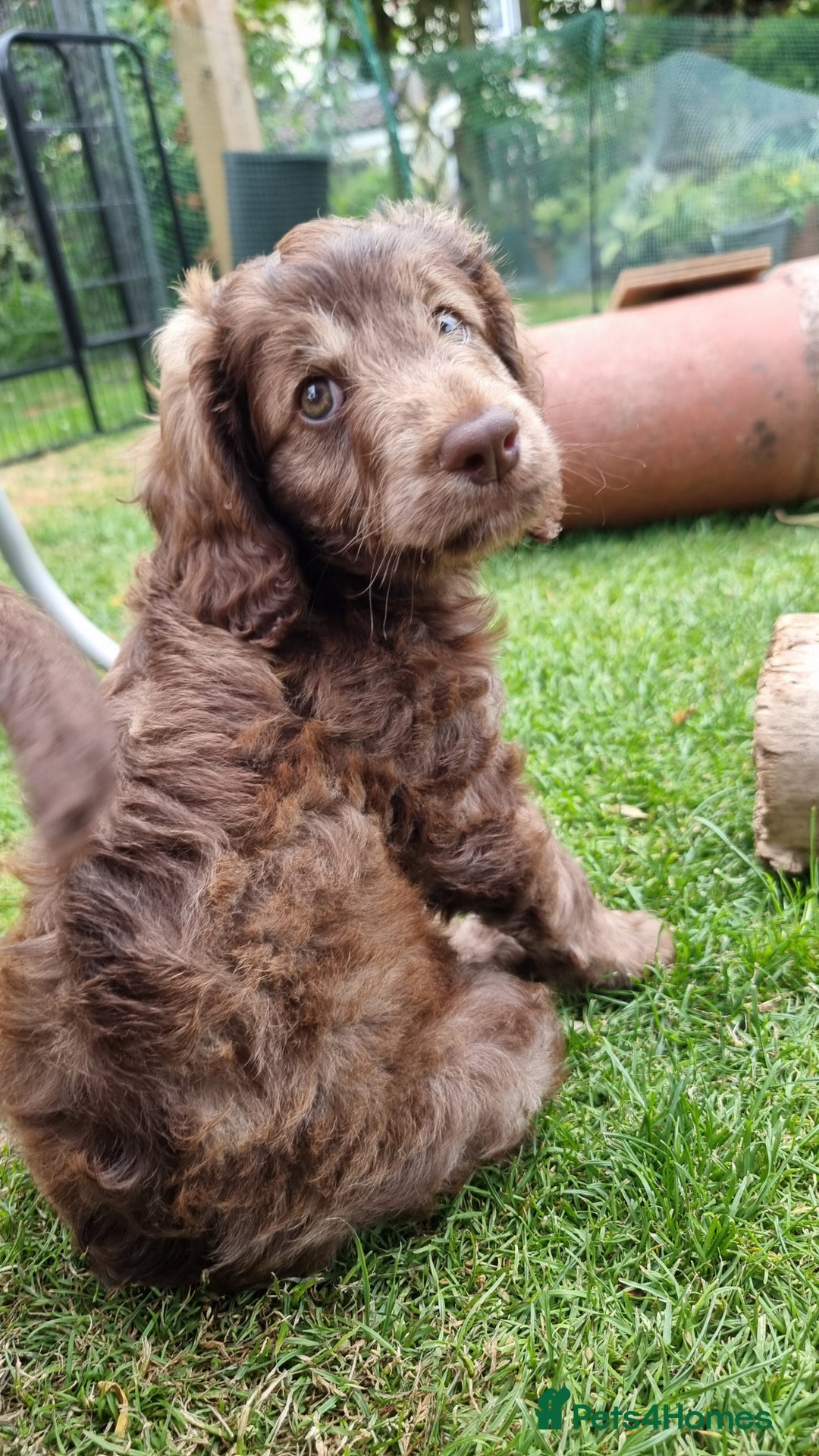 Cavapoo dogs for sale: F1b Standard Cavapoo, 3 remaining ready to leave in Watchet - Image 29