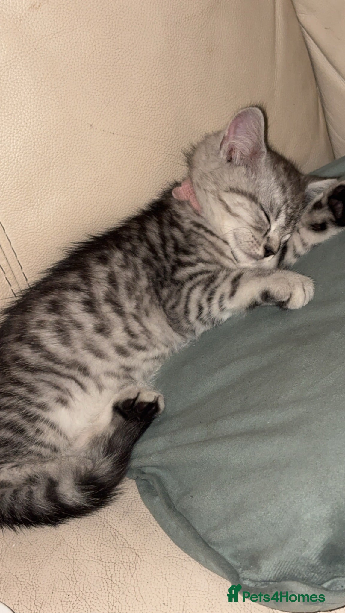 British Shorthair cats Half British shorthair  - Advert 13
