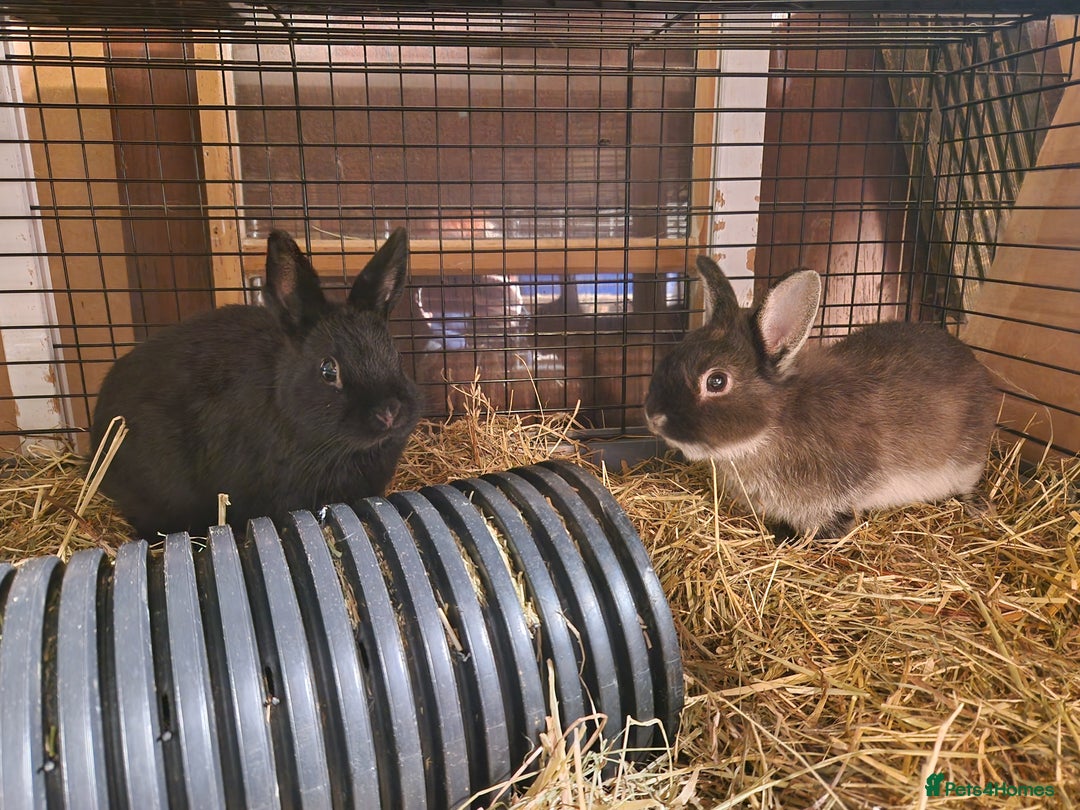 Netherland Dwarf rabbits for sale: Adorable, sweet, purebred Netherland dwarf girls - Image 9