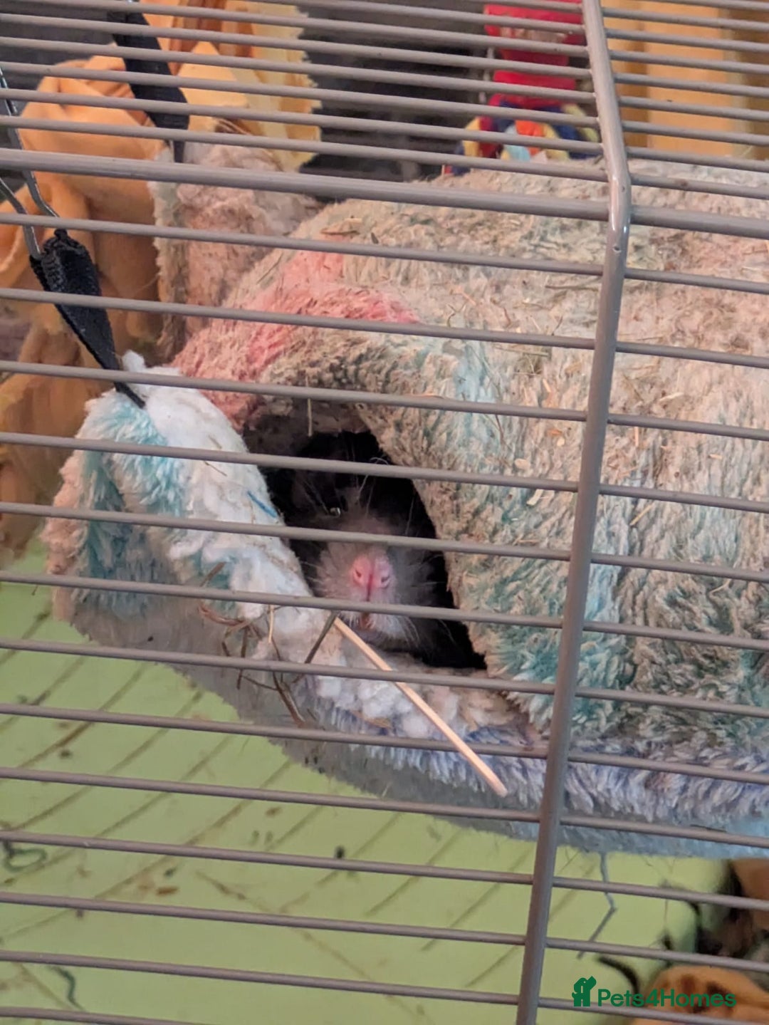 Rat rodents for sale: 2 Rats for rehoming - Image 6