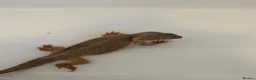 Bearded Dragon reptiles for sale: Female bearded dragon  - Advert 6