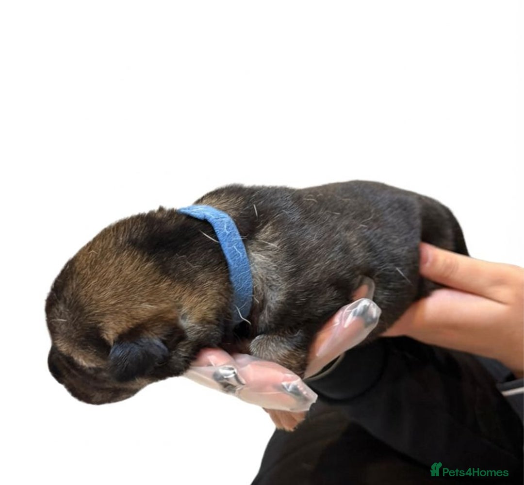 Shepsky dogs for sale: Shepsky puppies for sale - Advert 7