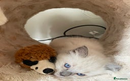 Ragdoll cats for sale: Adorable Ragdoll Kittens Ready for New Homes 🫧 - Image 3