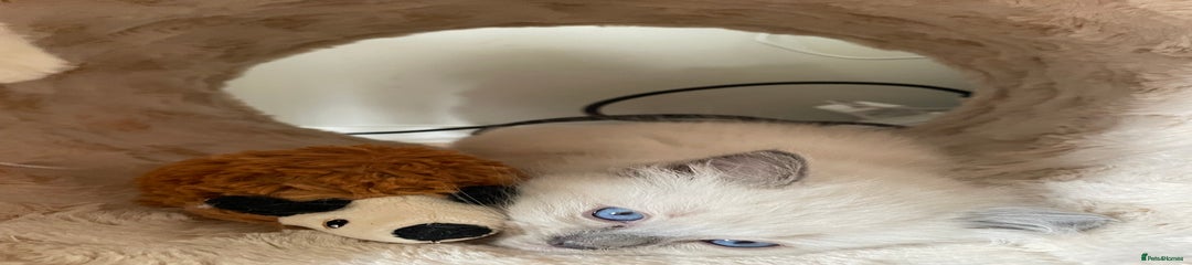 Ragdoll Kitten 2