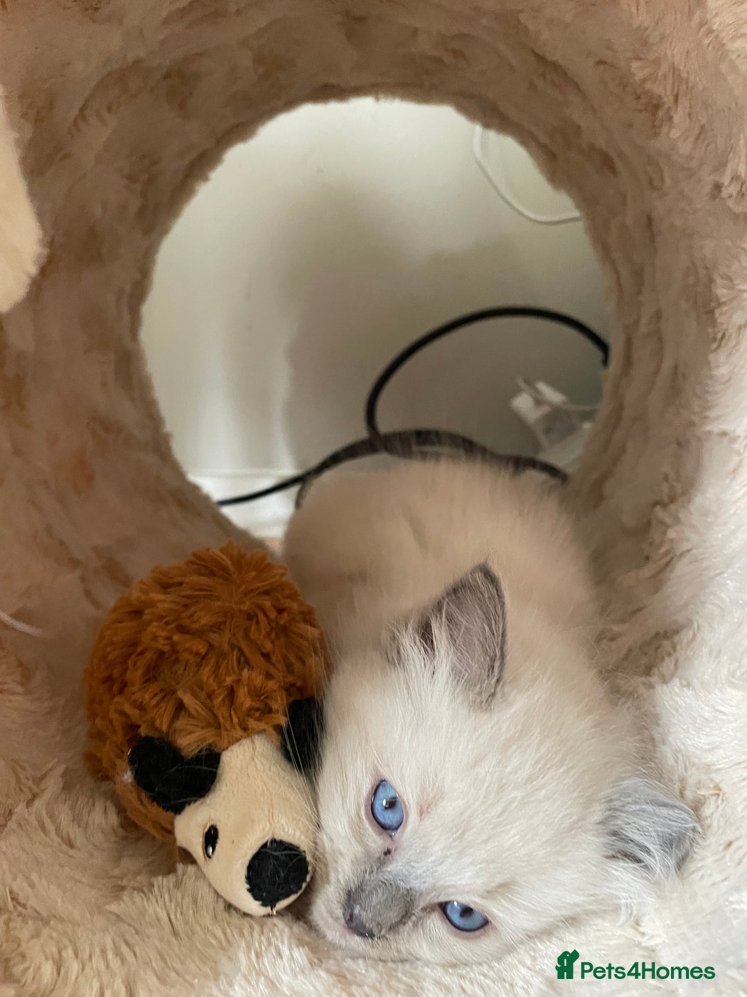 Ragdoll cats for sale: Adorable Ragdoll Kittens Ready for New Homes 🫧 - Image 3