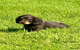 Miniature Dachshund dogs for sale: Beautiful long haired miniature dachshund puppies  - Image 15