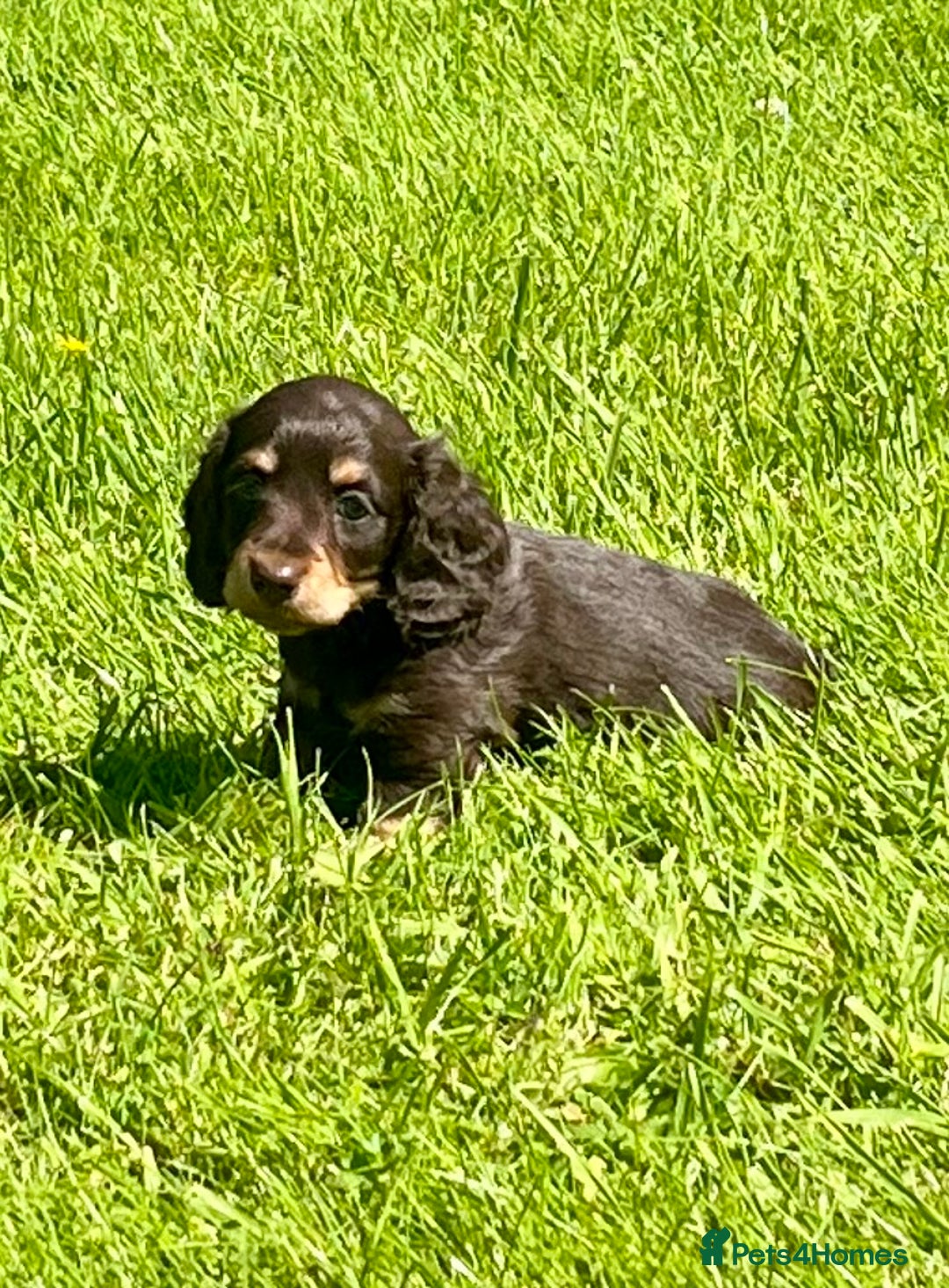 Miniature Dachshund dogs for sale: Beautiful long haired miniature dachshund puppies  - Image 15